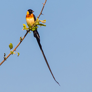 South Luangwa - Long-tailed paradise whydah